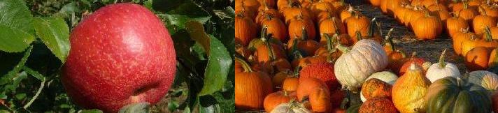 apple pumpkin time